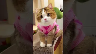 10 Minutes of Cute Cats Compilation | Cute cat videos | Funny cat videos 2024
