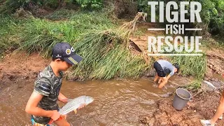 Close Hippo Encounters While Rescuing Tigerfish