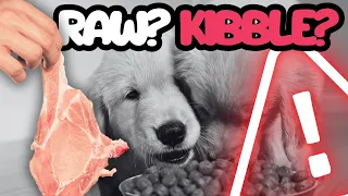 Dry KIBBLE vs RAW Dog Food (Pros and Cons) 4K