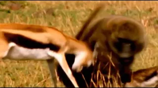Baboon steals gazelle baby । mother gazelle fight to baboon for her baby #baboon #gazelle