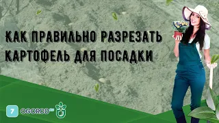 Как правильно разрезать картофель для посадки