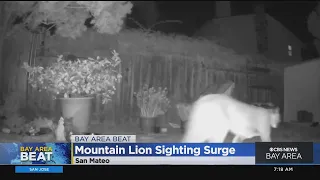 Mountain Lion sighting has San Mateo neighborhood on edge
