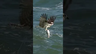 Crazy Osprey grabs huge catfish and almost gets dragged under. #bird #osprey Glad I’m not a fish!