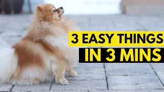 3 EASY THINGS to Teach your New Puppy in 3 MINUTES!