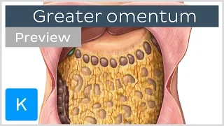 Overview of the Greater Omentum (preview) - Human Anatomy | Kenhub