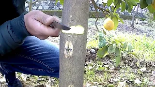 Yongalı göz aşı. Grafting mayer lemon.