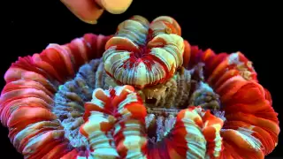 Fauna Marin LPS Coral Feeding