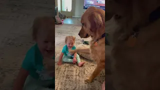 Cooper the Golden Gently Meets 1 Year Old Niece 🥰