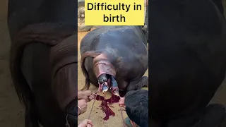 Difficulty in birth l dr umar khan