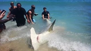Fort Lauderdale Florida Giant 13 Foot Hammerhead Shark! (ORIGINAL VIDEO)