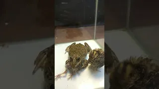 Bullfrog VS Quail chicks.