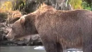 Bear gets heart attack!! Caught on camera