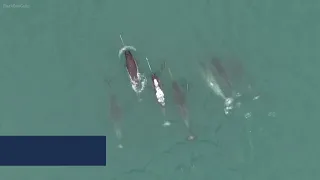 Watch | Narwhals are the Unicorns of the Sea | Oceana Canada