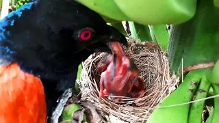 Falcon, Red Crow, Snake, Cuckoo, Coucal Attacking baby birds | Baby bird getting eaten :| Nest watch