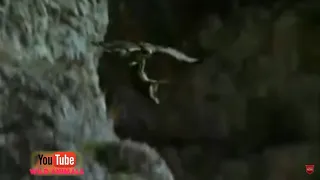 Most Deadly EAGLE Attacks 2020  Hawk can not ignore such great Hornet Amazing Moments Of Wild Animal