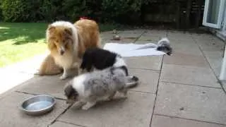 ROUGH COLLIE PUPPIES