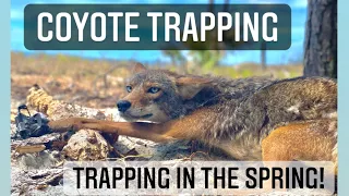 Coyote Trapping - Springtime Trap Line!
