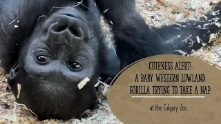 Cuteness Alert! A Baby Western Lowland Gorilla Trying to Take a Nap at the Calgary Zoo@papaatthezoo