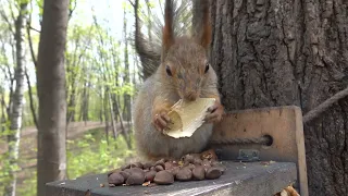 Про умницу белочку, которая ни от чего не отказывается / About a clever squirrel who refuses nothing