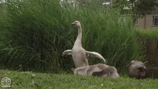 Mute Swan Cygnets Growing grooming nicely - update