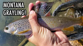 Catching Grayling in a Montana Mountain Lake! (Tenkara Fly Fishing)