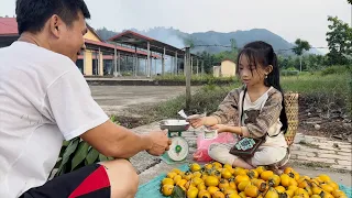 Бедная девочка собирает урожай хурмы на продажу. Наслаждайтесь мясными консервами