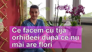 Ce facem cu tija orhideei dupa ce nu mai are flori