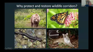 Webinar: Protecting Wildlife Corridors to Safeguard Biodiversity and People