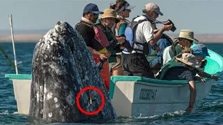 The tourists screamed in horror when they saw what was in the whale's mouth!