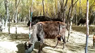 Black Bull 🐂 Beautiful romance with Cows|Yak VS Cow|