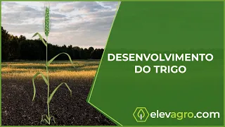 Quais são as etapas do desenvolvimento da planta de trigo?