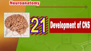 21. Development CNS