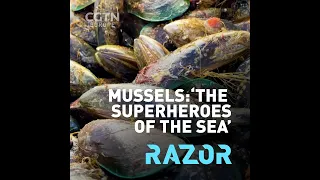 Mussels: 'the superheroes of the sea'