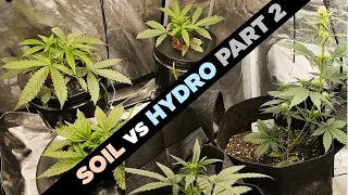 Hydro vs Soil - Day 31 - Part 2 - Mephisto Double Grape, Sour Stomper & 420 Fast Buds Wedding Glue