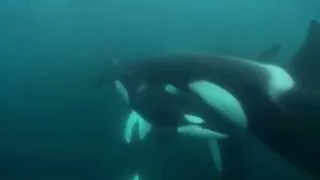Blackfish CLIP   Whales And Humans 2013   Documentary HD 1