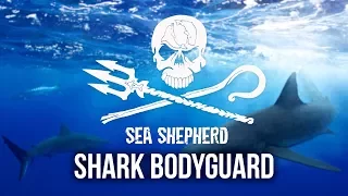 Become a Part-Time Shark Bodyguard