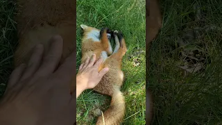 Watch me PET a  wild FOX! | #shorts