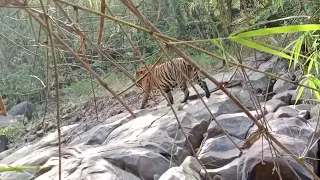 JR Mowgli tiger sighting zari pet kodsa gate #chandrapur #mul #tiger #tadoba  #wildlife  #viral