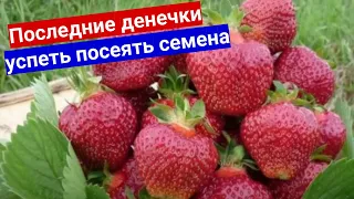 В январе сеем землянику на рассаду. Все от А до Я про посев клубники садовой из семян.