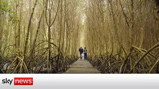 COP26: Brazilian biologist battles to save his country by planting a mangrove forest