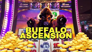 LOSING MONEY SO YOU DON'T HAVE TO | Buffalo Ascension Casino Game