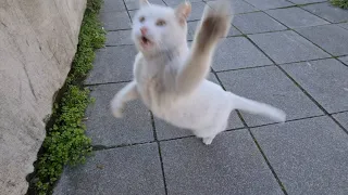 Angry White Cat is so angry that it flies and claws.