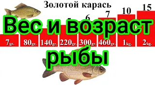 Карась. Карп. Амур. Толстолобик. Weight and age of fish. Crucian carp. Carp. Grass carp. Silverkarp.