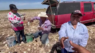 Más de mil toneladas de cebolla 🧅 sin cosechar por falta de precio en el Valle de Guasave