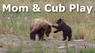 Momma Bear 910 and Cub Play at Brooks River - Katmai National Park