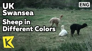 【K】UK Travel-Swansea[영국 여행-스완지]노란 양, 하안 양, 검은 양/Sheep/Yellow/White/Black