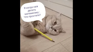 Жизненные ситуации, описанные котом!