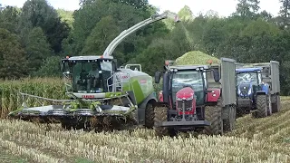 Maize Harvest 2021 with Claas Jaguar 950 and Massey Ferguson & New Hollands