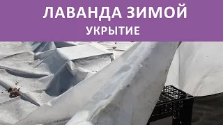 Лаванда зимой Укрытие