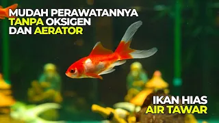 10 JENIS IKAN AIR TAWAR UNTUK AKUARIUM TANPA MESIN OKSIGEN ATAU AERATOR